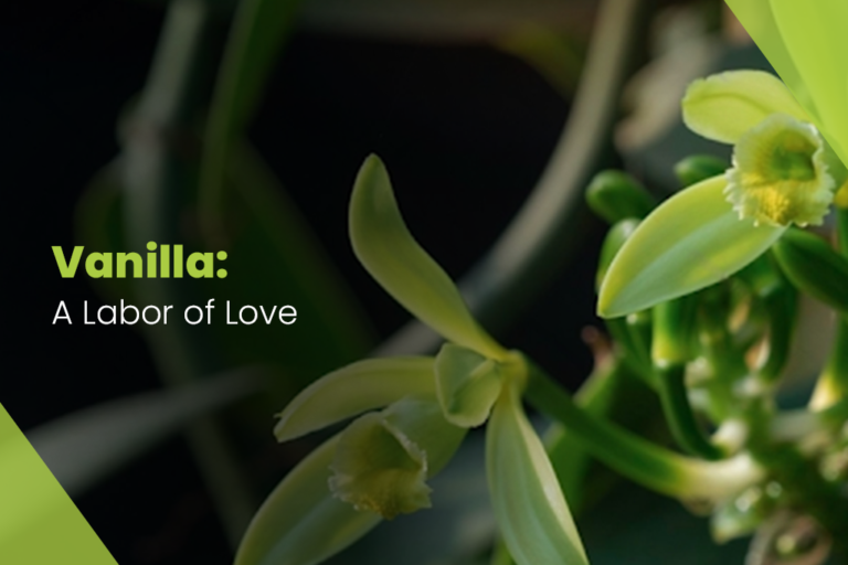 Vanilla: A Labor of Love
