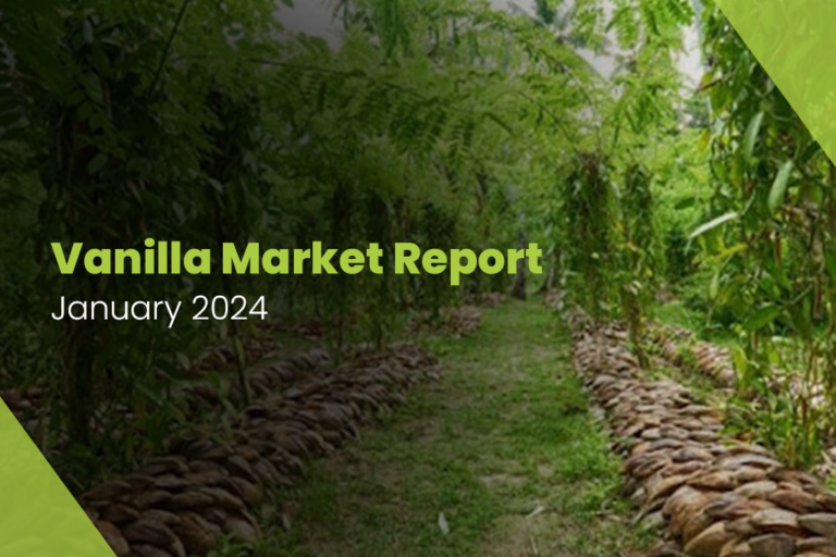 Vanilla Market Report – January 2024