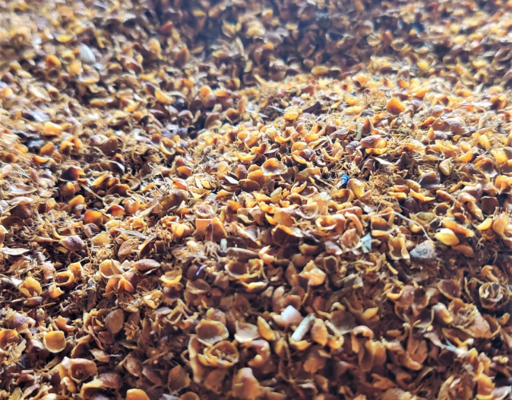 Cloves Flowers