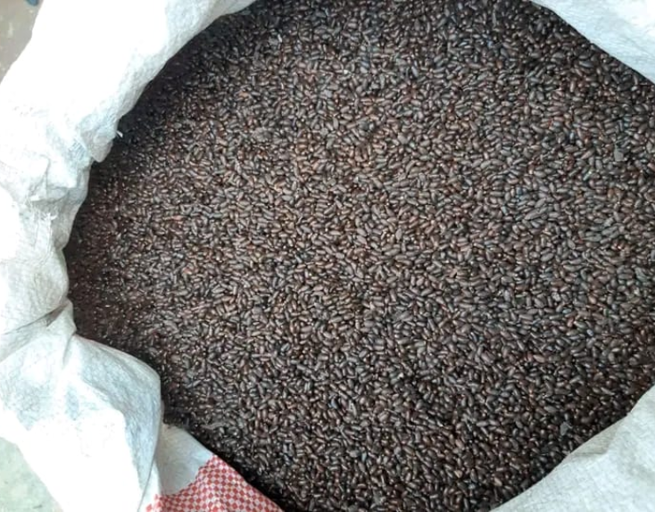Longoza Seeds - Image 3