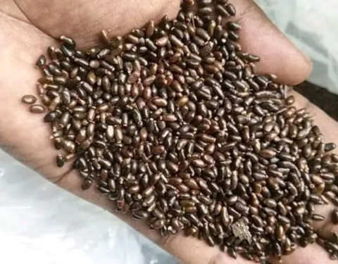 Longoza Seeds