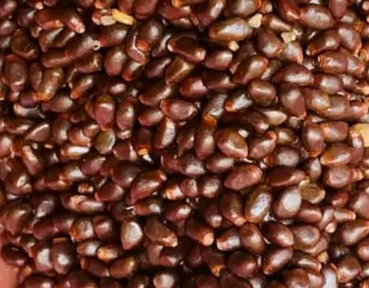 Longoza Seeds - Image 2
