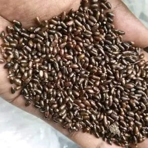 Longoza Seeds