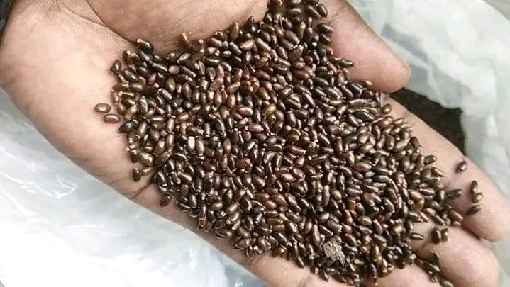 Longoza Seeds