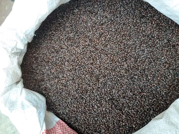 Longoza Seeds - Image 2