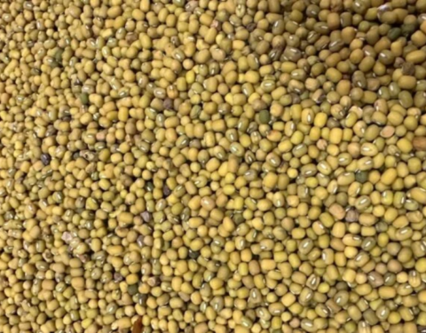 Yellow Mung Beans
