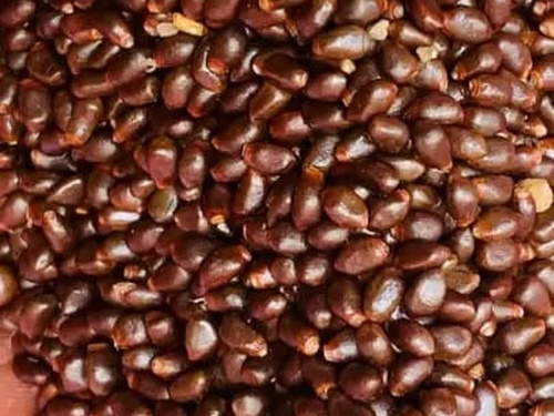 Longoza Seeds - Image 3