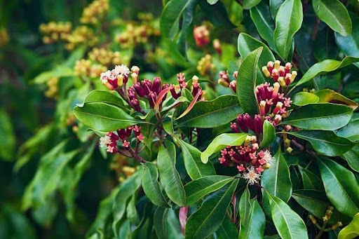 Clove cultivation in Madagascar