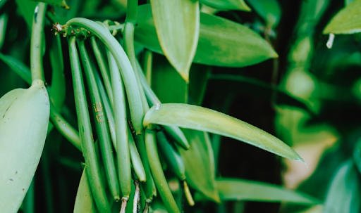 Vanilla bean formation