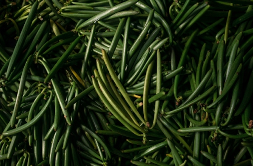 Harvesting vanilla beans