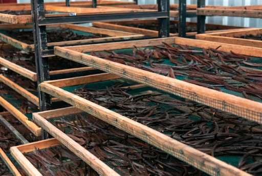 Shade drying vanilla beans