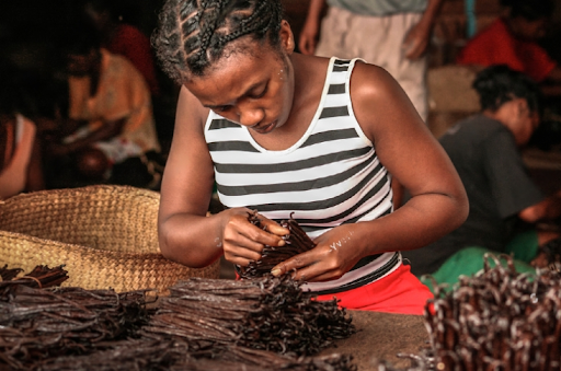 Sorting and grading vanilla beans