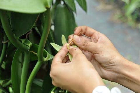 Vanilla history, origins and cultivation
